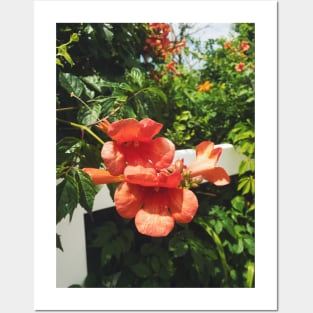 Beachside Orange Hibiscus Flower Posters and Art